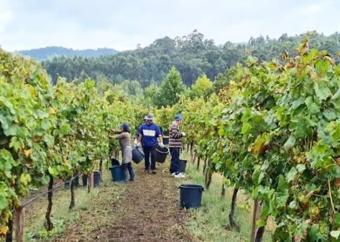 Quintinha D'amelia *